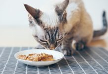 karma sucha czy mokra dla kota